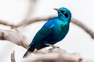 Lesser Blue-eared Glossy