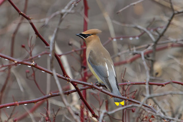 Cedar Waxwing