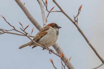 House Sparrow