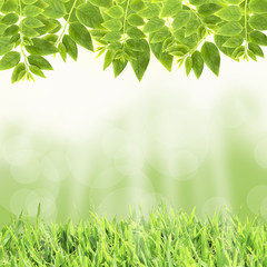 natural green background 