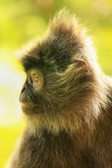 Silvered leaf monkey, Sepilok, Borneo, Malaysia