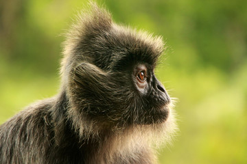 Silvered leaf monkey, Sepilok, Borneo, Malaysia