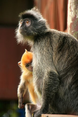 Silvered leaf monkey with a young baby, Borneo, Malaysia