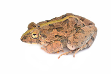 Common jungle frog