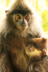 Silvered leaf monkey with a baby, Borneo, Malaysia
