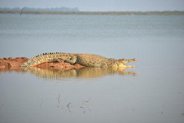 Crocodile