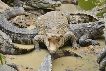 Crocodile