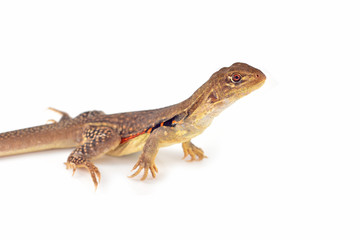 Naklejka premium Butterfly Agama Lizard