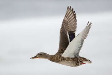 Obraz premium flying duck