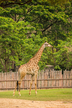 Giraffe in zoo.