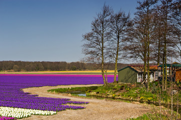 Frühling, bunte Blumenfelder, Hyazinthenfelder