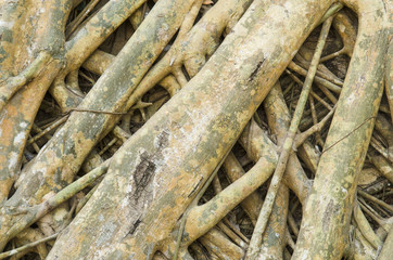 Amazing roots of the tree were for a long time. with old wall background