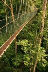 Canopy walkway, Taman Negara National Park, Malaysia