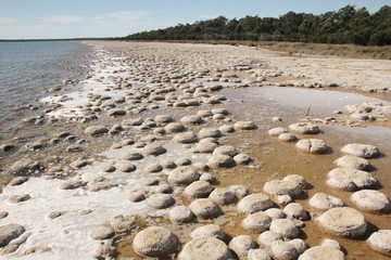 Stromatolites in Western Australia