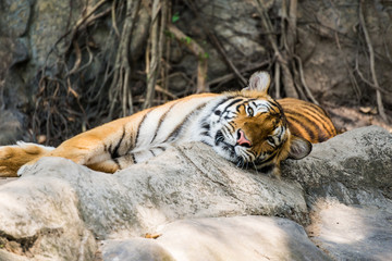 Tiger is lying.