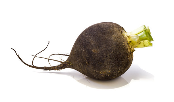 Black Radish .