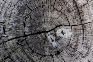Fototapeta premium Wooden background and texture,rings of cut tree trunk.