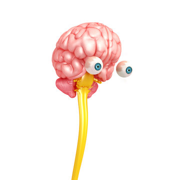 human medulla oblongata with brain