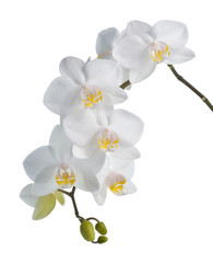 Orchidée blanche isolée sur blanc.