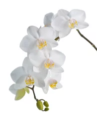 Papier Peint photo Orchidée Orchidée blanche isolée sur blanc.