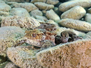 Toad underwater (Bufo bufo)