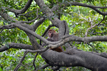 Baby monkey