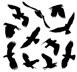 Northern Lapwing in flight silhouettes