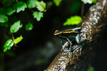 Obraz premium Poison Dart Frog (Dendrobatidae) on a Branch, Tropical Animal