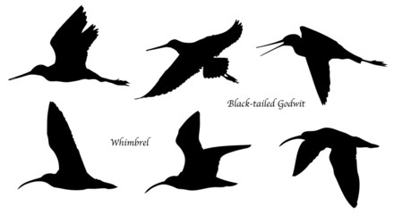 Black-tailed Godwit and Whimbrel in flight silhouettes - obrazy, fototapety, plakaty