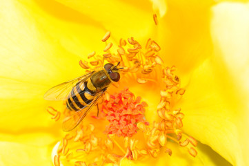 Bee on yellow flower