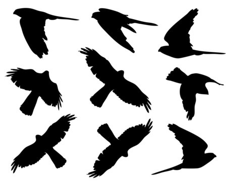 Common Kestrel in flight silhouettes
