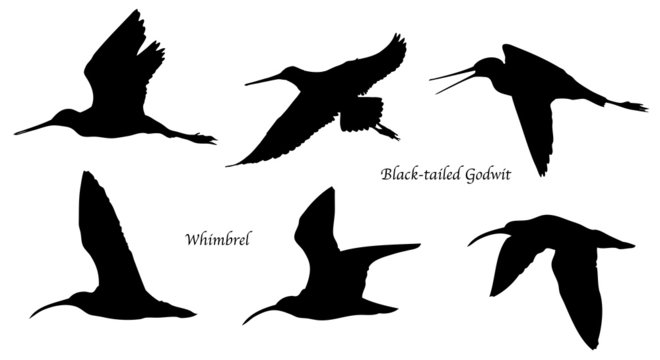 Black-tailed Godwit and Whimbrel in flight silhouettes