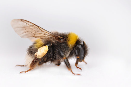 bumble bee isolated on white