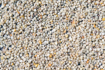 Corn seeds
