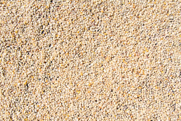 Corn seeds