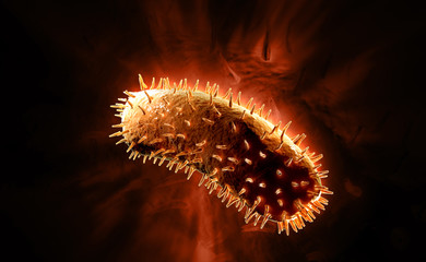 rabies virus