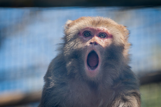 Singe qui crie