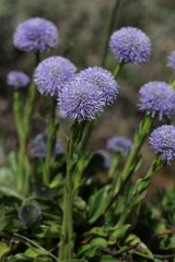 Fototapeta premium Globulaire ponctuée (globularia punctata)