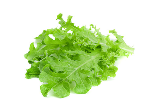 Green lettuce salad fresh leaf