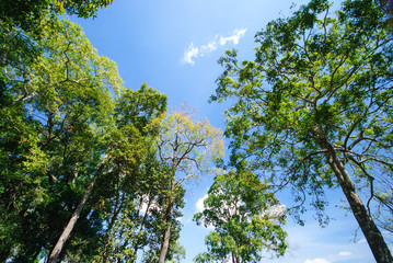 Tall trees in tropical forests