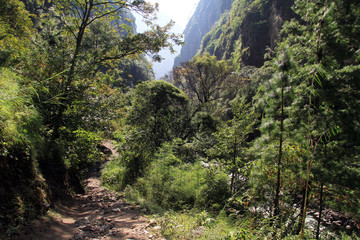 Footpath and forest