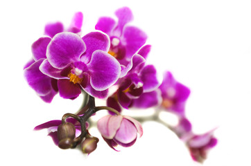 Naklejka na ściany i meble Цветы орхидеи Фаленопсис.
