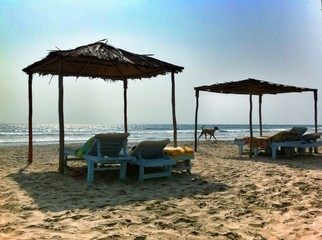 dog and sun beds at the beach on sunset in Goa