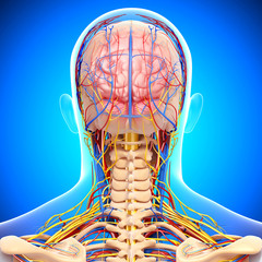 Anatomy of circulatory system and nervous system
