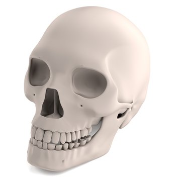 realistic 3d render of male skull
