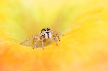 Jumper spider