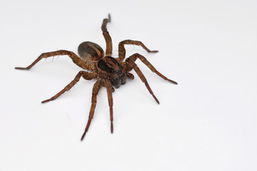 Spider, House spider, Tegenaria
