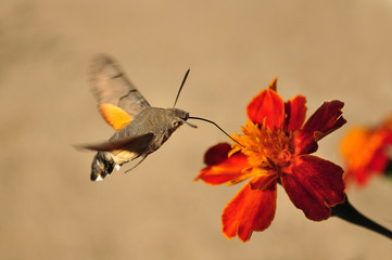Macroglossum stellatarum, Hummingbird Hawk-moth © Cristian Gusa