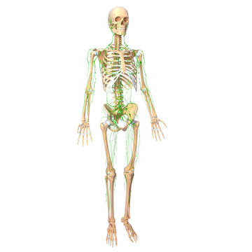human skeleton with lymphatic system