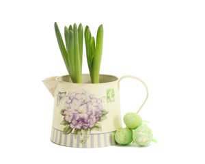 hyacinth in a pot with Easter eggs